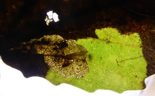 Ectoedemia turbidella - Ectoedemia turbidella
