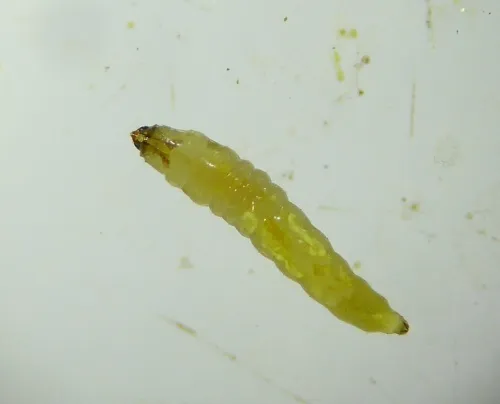 Ectoedemia turbidella - photo 2