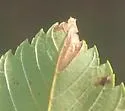 Ectoedemia ulmella - Hodges#0049 - photo 4