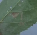 Ectoedemia virgulae - Hodges#0046 - photo 2