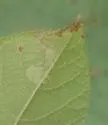 Ectoedemia virgulae - Hodges#0046 - photo 4