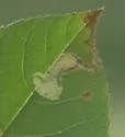 Ectoedemia virgulae - Hodges#0046 - photo 5