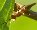 Ectopimorpha wilsoni - Ectopimorpha wilsoni