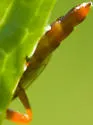 Ectopimorpha wilsoni - photo 2