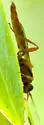 Ectopimorpha wilsoni - photo 3