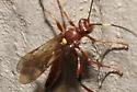 Ectopimorpha wilsoni - photo 4