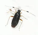 Ectopiocerus anthracinus - Ectopiocerus anthracinus
