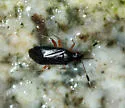 Ectopiocerus anthracinus - photo 2