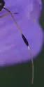 Ectopiocerus anthracinus - photo 3
