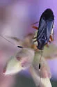 Ectopiocerus anthracinus - photo 4