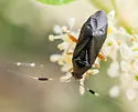 Ectopiocerus anthracinus - photo 5