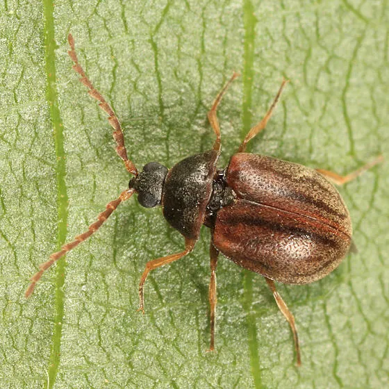 Ectopria leechi