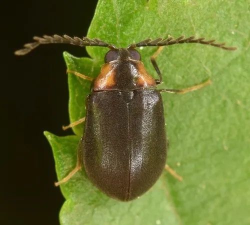 Ectopria nervosa - photo 2
