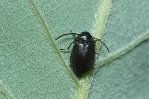 Ectopria opaca