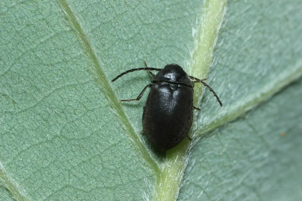 Ectopria opaca - photo 2
