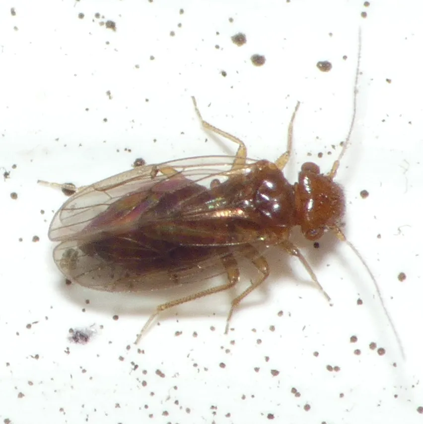 Large-winged Psocid - photo 2