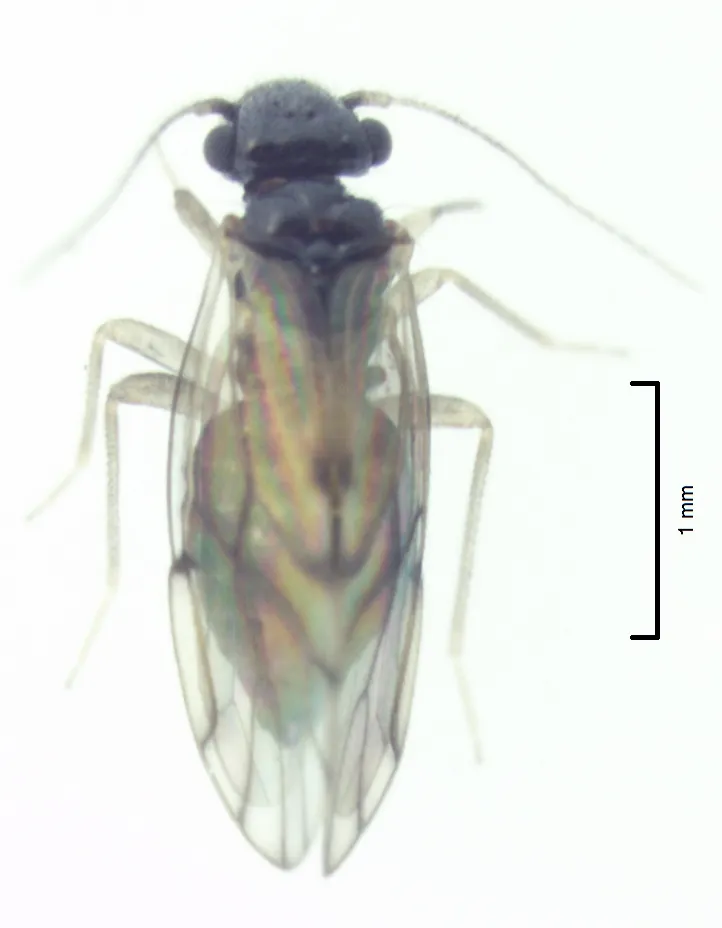 Ectopsocus axillaris - photo 2