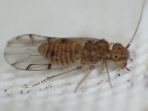 Ectopsocus briggsi