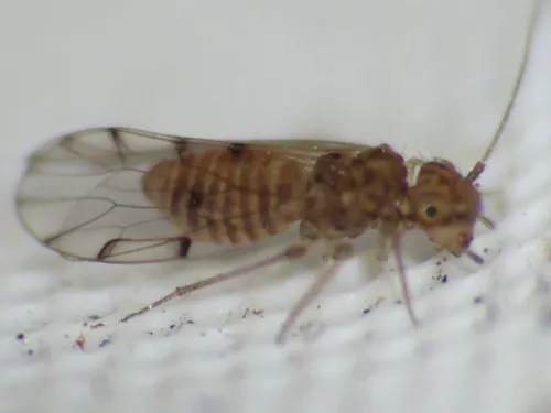 Ectopsocus briggsi - photo 3