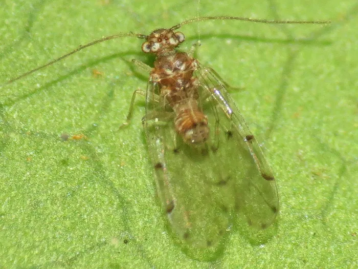 Ectopsocus californicus - photo 3