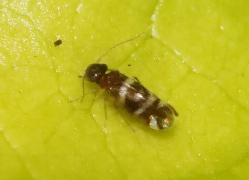 Ectopsocus fullawayi - Ectopsocus fullawayi