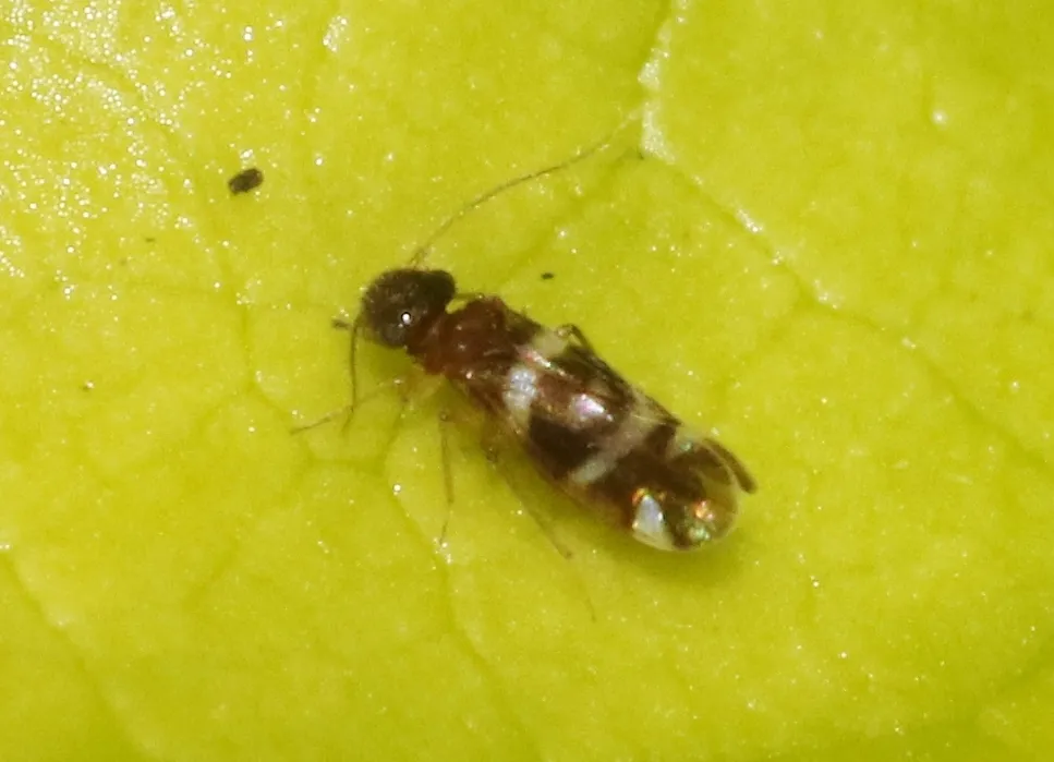 Ectopsocus fullawayi - photo 2