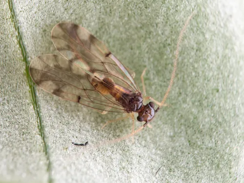 Ectopsocus gracilis - Ectopsocus gracilis