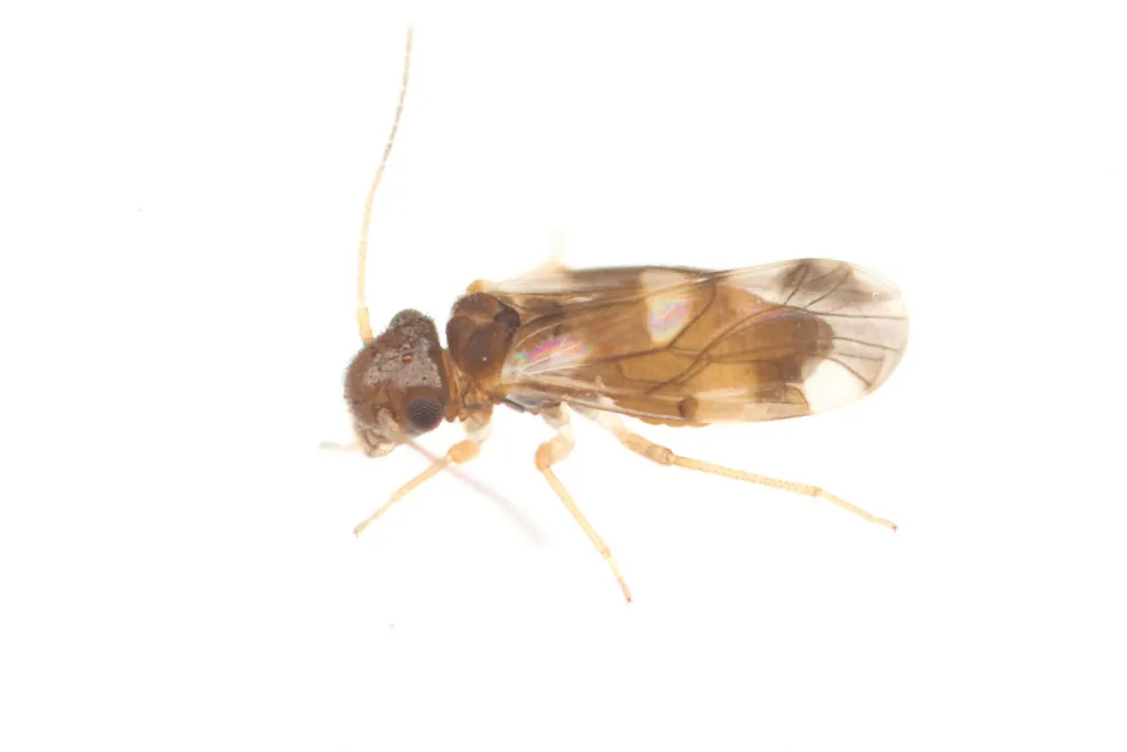 Ectopsocus lambus - photo 2
