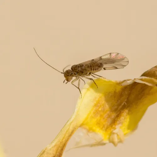 Ectopsocus maindroni - Ectopsocus maindroni