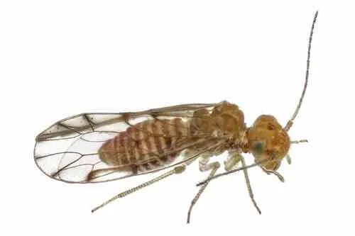 Ectopsocus meridionalis