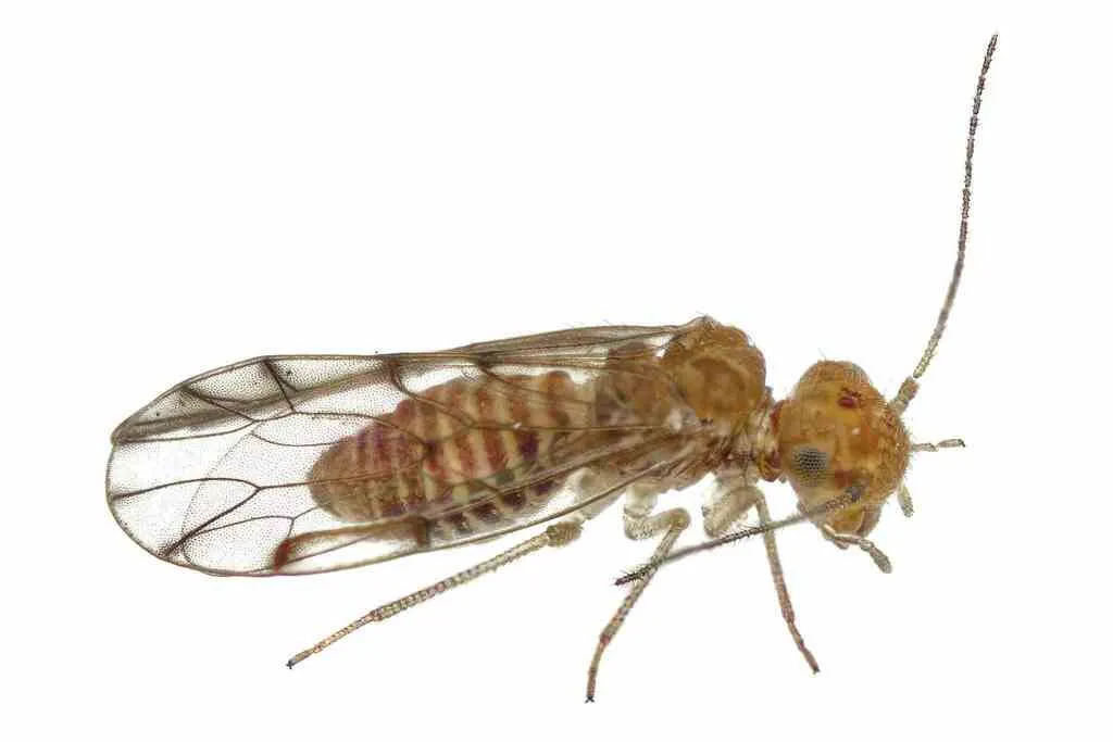 Ectopsocus meridionalis - photo 2