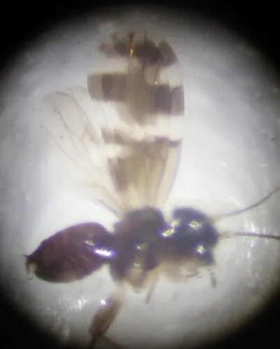 Ectopsocus perkinsi