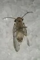 Ectopsocus pumilis