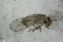Ectopsocus pumilis - photo 2