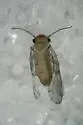 Ectopsocus pumilis - photo 3