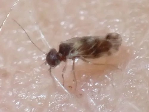 Ectopsocus spilotus