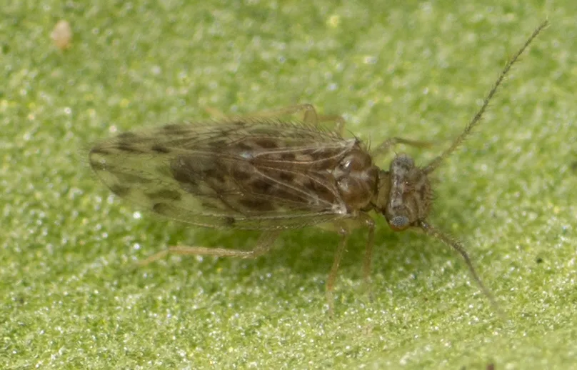 Ectopsocus strauchi - photo 2