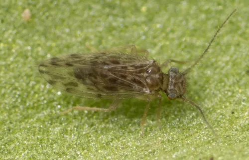 Ectopsocus strauchi - photo 3