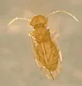 Ectopsocus thibaudi