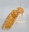 Ectopsocus thibaudi - photo 4