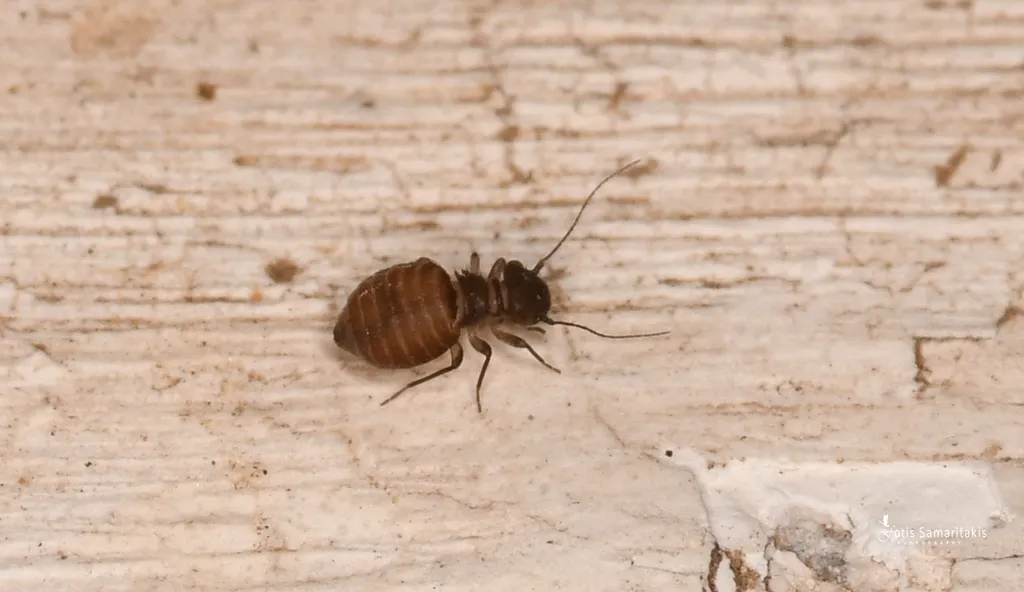 Ectopsocus vachoni - photo 2