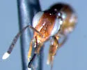 Ectromatopsis americana