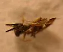 Ectromatopsis americana - photo 2