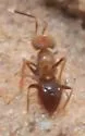 Ectromatopsis americana - photo 4
