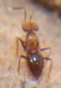 Ectromatopsis americana - photo 5