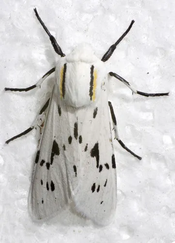 Ectypia bivittata - Hodges#8247