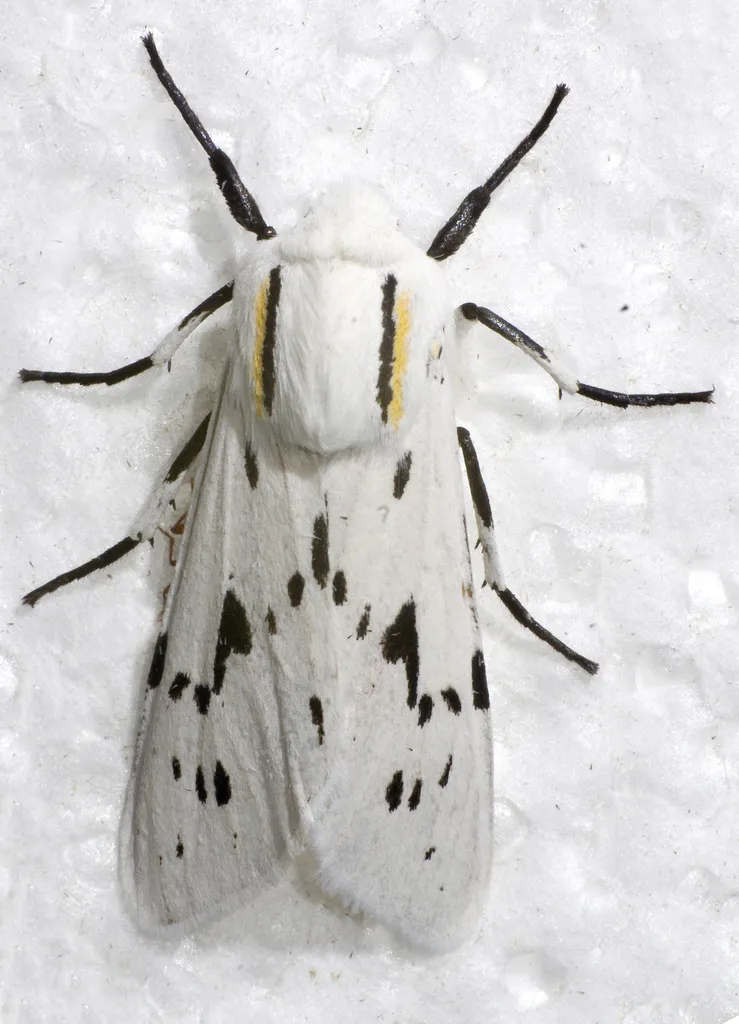 Ectypia bivittata - Hodges#8247 - photo 2