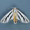 Clio Tiger Moth - Hodges#8249 - photo 4