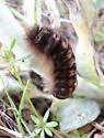 Clio Tiger Moth - Hodges#8249 - photo 5