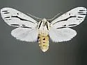 Ectypia mexicana - Hodges#8248